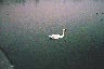 thumbnail: swan.jpg (12162 bytes)
